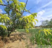 Ein Obstbaum und ein Feld im Garten der Steinernen Brücke unter blauem Himmel.