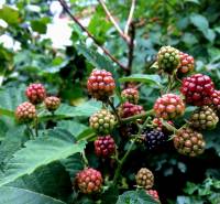 Reife und unreife Brombeeren im Garten eines Einfamilienhauses bei Bohdanovce nad Trnavou, umgeben von Blättern.