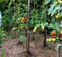 Ein Garten in Bohdanovce nad Trnavou mit Tomaten und Paprika bei einem Einfamilienhaus.