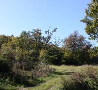 Ein Waldweg auf landwirtschaftlichen und forstwirtschaftlichen Flächen in Zlatníky, umgeben von Bäumen und Gras.