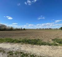 Ein weites Feld, umgeben von blühenden Bäumen, in der Košútska-Straße in den Košúty-Gärten.