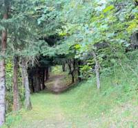 Ein Waldweg in Horná Mariková, der durch dichtes Baumwerk führt.