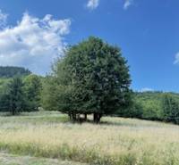 Die Wiese und die Bäume in der Umgebung der Hütte in Horna Marikova unter blauem Himmel.
