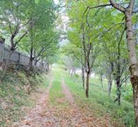 Der Waldweg führt zu einer Hütte in Horná Mariková, gesäumt von Bäumen und einem Zaun.