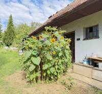 Ein Einfamilienhaus in Krivosúd-Bodovka, umgeben von Sonnenblumen und einem Rasen, in der Straße Krivosúd-Bodovka.