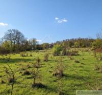 Frische Wiese mit vereinzelten Bäumen auf Wohnbaugrundstücken in Krupina.