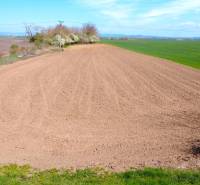 Ein orangefarbenes Feld in den Gärten von Ondrejovce, umgeben von Natur und blauem Himmel.
