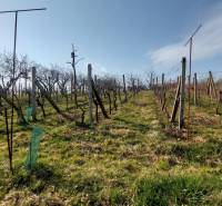Weinberge in Zlaté Moravce mit Reihen von Reben unter blauem Himmel.