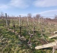 Weinberge in Zlaté Moravce mit Reben unter blauem Himmel und Bäumen im Hintergrund.