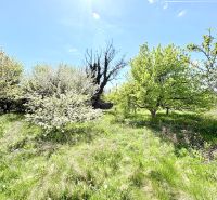 Garten mit Frühlingsbäumen und Gras im Teil Puškinova, Stadt Partizánske.