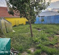 Der Garten des Einfamilienhauses in Tureni mit Gewächshaus, Baum und Rasenfläche.
