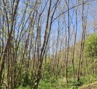 Grünflächen und Bäume in Šiatorská Bukovinka geeignet für Grundstücke - Wohnen in der Natur.