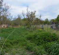 Ein Garten in einem Einfamilienhaus in Horné Saliby mit üppiger Vegetation und Bäumen.
