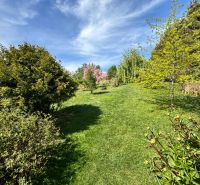 Der Garten des Einfamilienhauses in Veľké Chlievany mit Rasen und Bäumen unter blauem Himmel.