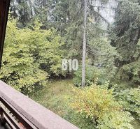 Blick von der Hütte in Kunerad auf den grünen Wald voller Bäume und Laub.