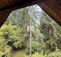 Blick von der Hütte in Kunerad auf den dichten Wald mit Fichten.