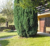 Vor dem Einfamilienhaus in der Karloveská Straße in Bratislava - Karlova Ves befindet sich ein Garten mit einem Nadelbaum.