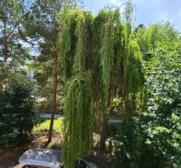 Blick aus dem Fenster einer 2-Zimmer-Wohnung in der J. Emanuela Straße in Vrbové mit Grünflächen und einem Auto.