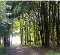 Ein Waldweg bei der Hütte in Liptovská Sielnica, umgeben von Bäumen und Natur.