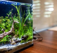 Aquarienfische und Pflanzen in einer 3-Zimmer-Wohnung mit Holzboden.