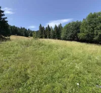 Grüne Wiese umgeben von Bäumen in der Natur, Stará Ľubovňa, Besondere Immobilien.