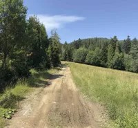 Ein Waldweg umgeben von Bäumen und Gras in der Region Stará Ľubovňa, Besondere Immobilien.