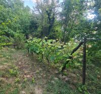 Der Garten des Einfamilienhauses in Svodín mit Weinreben und grünen Bäumen.
