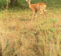 Ein Hirsch, der auf die Kamera auf einer Wiese in Brestovec in der Nähe eines Einfamilienhauses schaut.