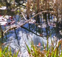 Teich mit Seerosen und Gräsern, Spiegelungen von Bäumen auf der Wasseroberfläche, beliebt im Einfamilienhaus.