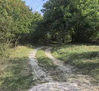 Ein Waldweg in den Gärten von Kolačna, umgeben von Bäumen und Sträuchern unter blauem Himmel.