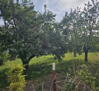Ein Garten mit Obstbäumen in der Dvorčanská-Straße in Nitra bei einem Einfamilienhaus.