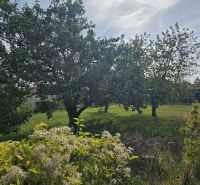 Garten bei einem Einfamilienhaus in der Dvorčanská-Straße in Nitra mit Obstbäumen.