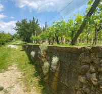 Eine Steinmauer und Weinreben auf dem Land in Banka an einem sonnigen Tag.