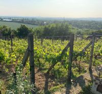 Weinberge bei einer Hütte im Dorf Banka mit Blick auf den Fluss und die Landschaft.