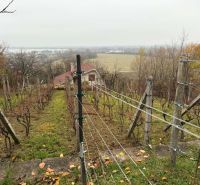 Weinberg am Hang mit Blick auf ein Landhaus in Banka.