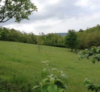 Ein weitläufiges grünes Wiesengrundstück mit Obstbäumen, umgeben von Wald.