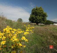 Schöne gelbe Blumen und Bäume schmücken die Grundstücke - Wohnen in Nitra unter blauem Himmel.