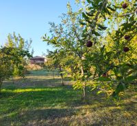 Ein Obstgarten bei einem Einfamilienhaus in Zlaté Moravce an einem sonnigen Tag.