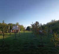 Rasen mit Bäumen in den Gärten auf der Tatranská 201, Zlaté Moravce.