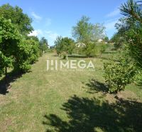 Ein Garten mit Weinreben und Obstbäumen auf dem Grundstück eines Einfamilienhauses in Hažín nad Cirochou.