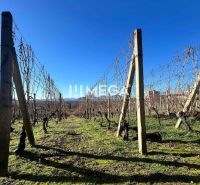 Weinberg im Dorf Viničky mit hölzernen Stützen und klarem blauen Himmel.