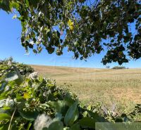 Felder und Bäume umgeben von Grün in den Gärten bei Pastuchov unter blauem Himmel.