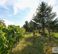 Garten bei einem Einfamilienhaus in Štefanová an der Hauptstraße mit Weinreben und Bäumen.