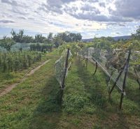 Weingut im Dorf Viničné in der Hauptstraße, bestimmt zum Wohnen.