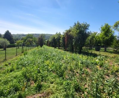 Sonniges Baugrundstück in Edelstal