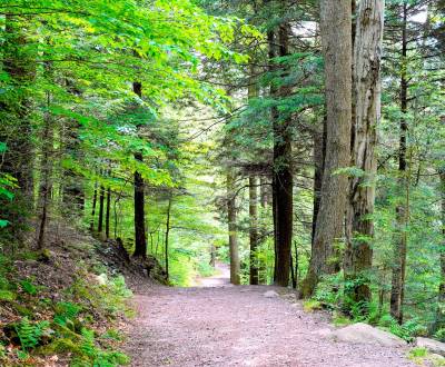 Kaufen landwirtsch. Grundstücke, landwirtsch. Grundstücke, Michalovce,