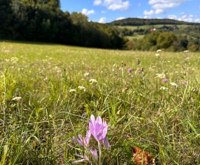 Kaufen landwirtsch. Grundstücke, landwirtsch. Grundstücke, Banská Byst
