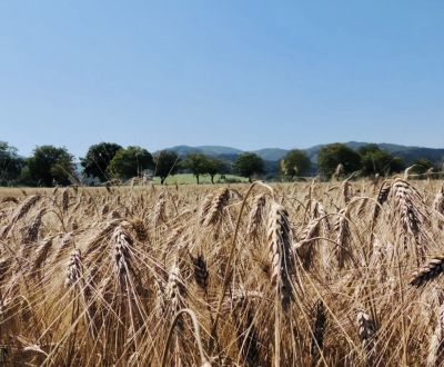Kaufen landwirtsch. Grundstücke, landwirtsch. Grundstücke, Bardejov, S