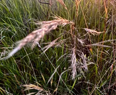 Kaufen landwirtsch. Grundstücke, Michalovce, Slowakei