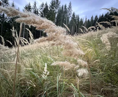 Kaufen landwirtsch. Grundstücke, Michalovce, Slowakei